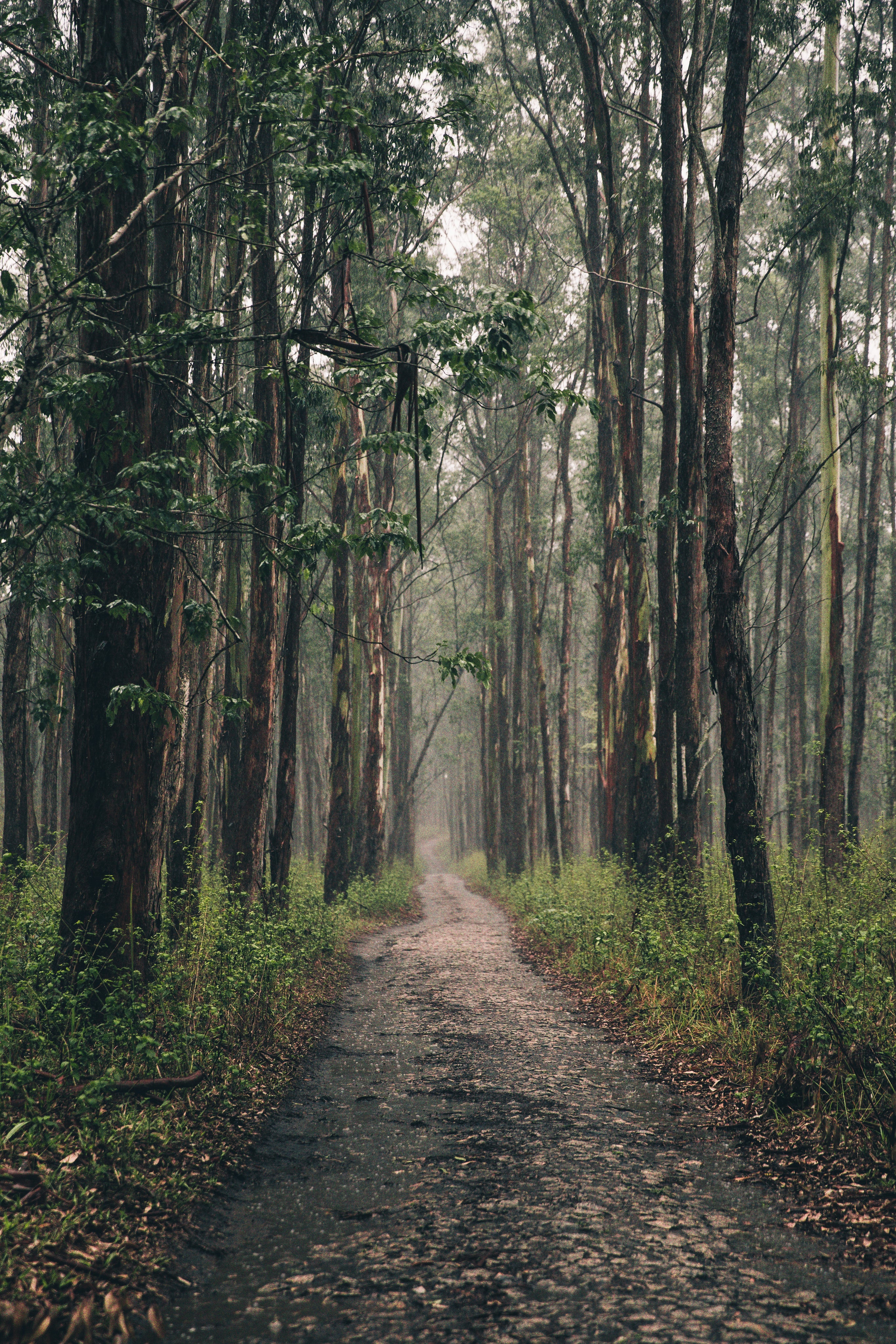 Ruhiger Weg durch einen Eucalyptuswald im Nebel