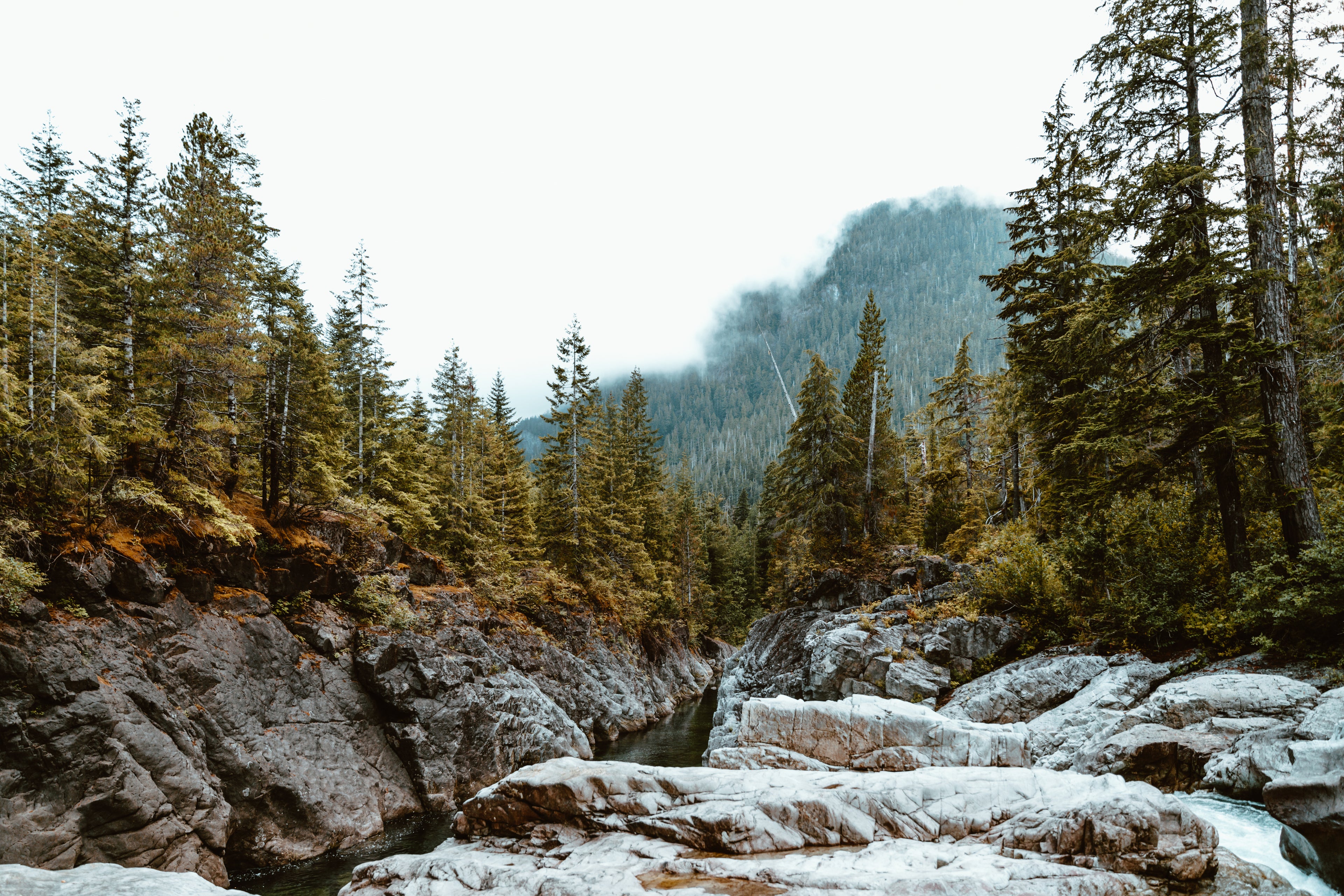 Ruhiger Nadelwald im Nebel